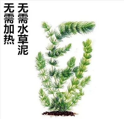 金鱼藻水草绿植净化水质植物造景水培真草懒人鱼缸绿菊增氧坨草