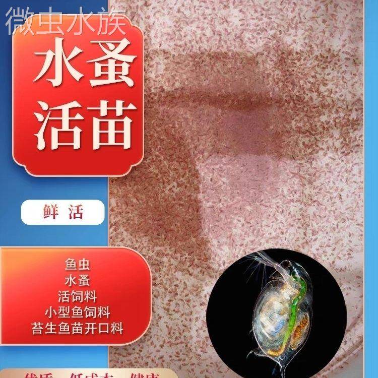 水蚤活体可繁殖繁殖实验教学鱼虫鱼苗开口料草履虫水蛛线虫蹦蹦虫