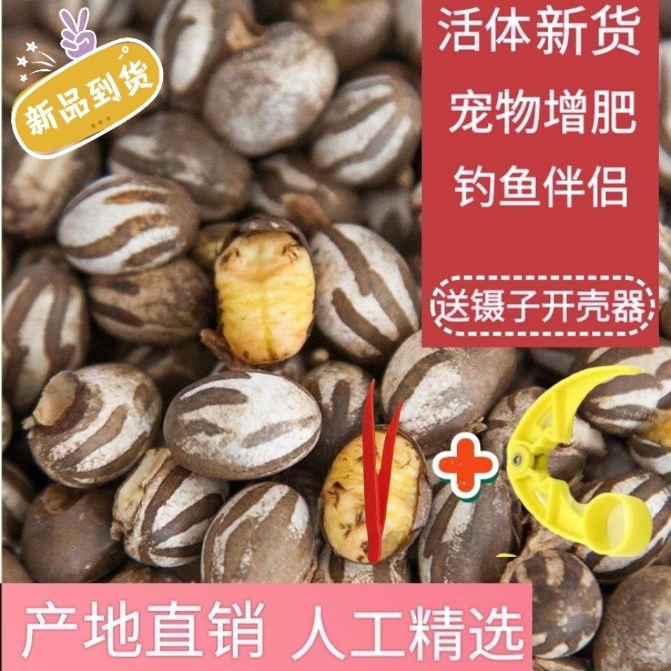 杨拉罐坦克虫洋辣子宠物增肥零食钓鱼饵幼虫鸟虫子人吃扁刺蛾幼虫