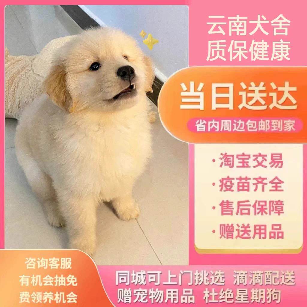【云南犬舍】金毛幼犬赛级纯种宠物狗活幼体小狗动物活的活物