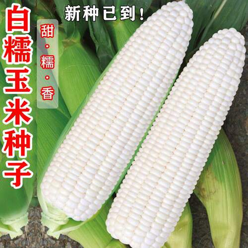 白甜玉米种子高产矮杆超甜糯玉米