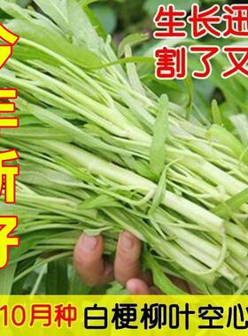 正宗白梗空心菜种子四季高产耐热