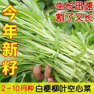 正宗柳叶白梗空心菜种子四季高产白骨通心菜尖叶耐热白杆雍菜种子