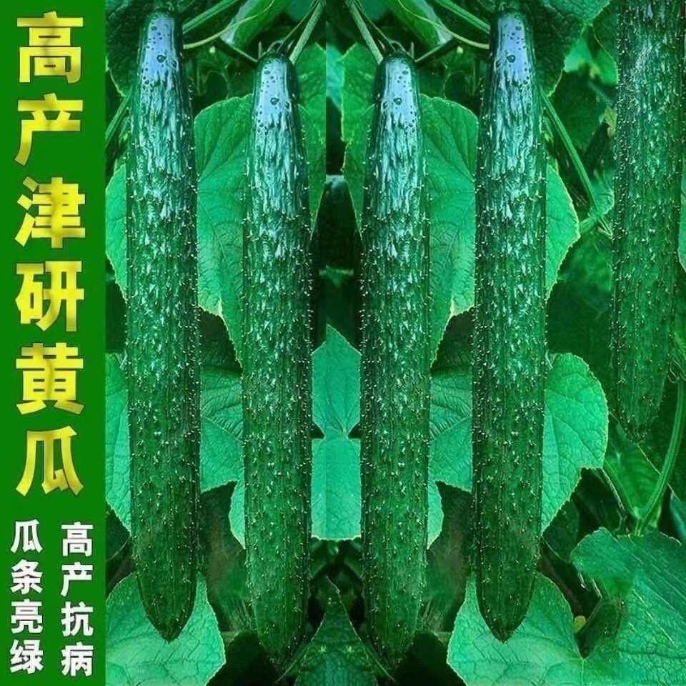 津研四号刺黄瓜种子高产春季四季播种蔬菜水果黄瓜阳台庭院盆栽