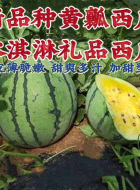 薄皮高糖黄心西瓜种子早熟易种