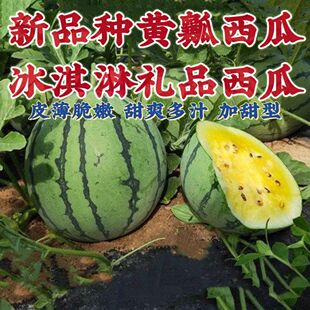 薄皮高糖黄心西瓜种子超甜早熟黄壤小黄心礼品型西瓜蔬菜瓜果种子