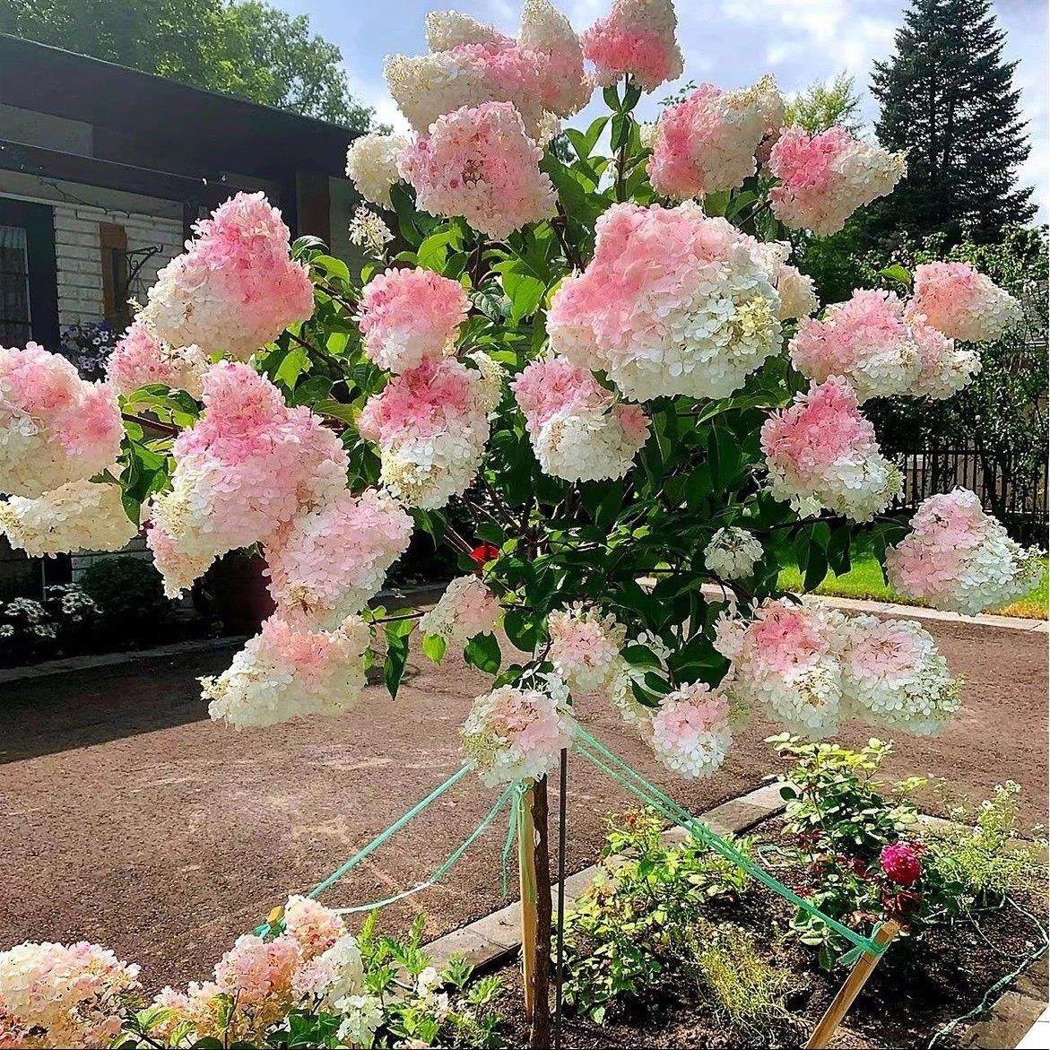 圆堆绣球花苗庭院阳台耐晒耐寒棒棒糖树形大花木本圆锥绣球木绣球,鲜花速递/花卉仿真/绿植园艺,绣球/木绣球/木本植物,淘宝优惠券,粉丝福利购,淘宝优惠卷