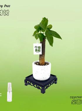 绿次方Plants · 懒人发财树绿植小盆栽植物摆件伴手生日毕业礼物