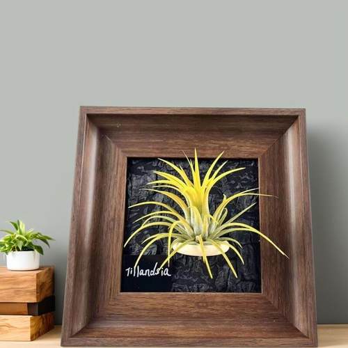 空气凤梨支架相框装饰画电表箱装饰画办公室客厅书房绿植摆件女生