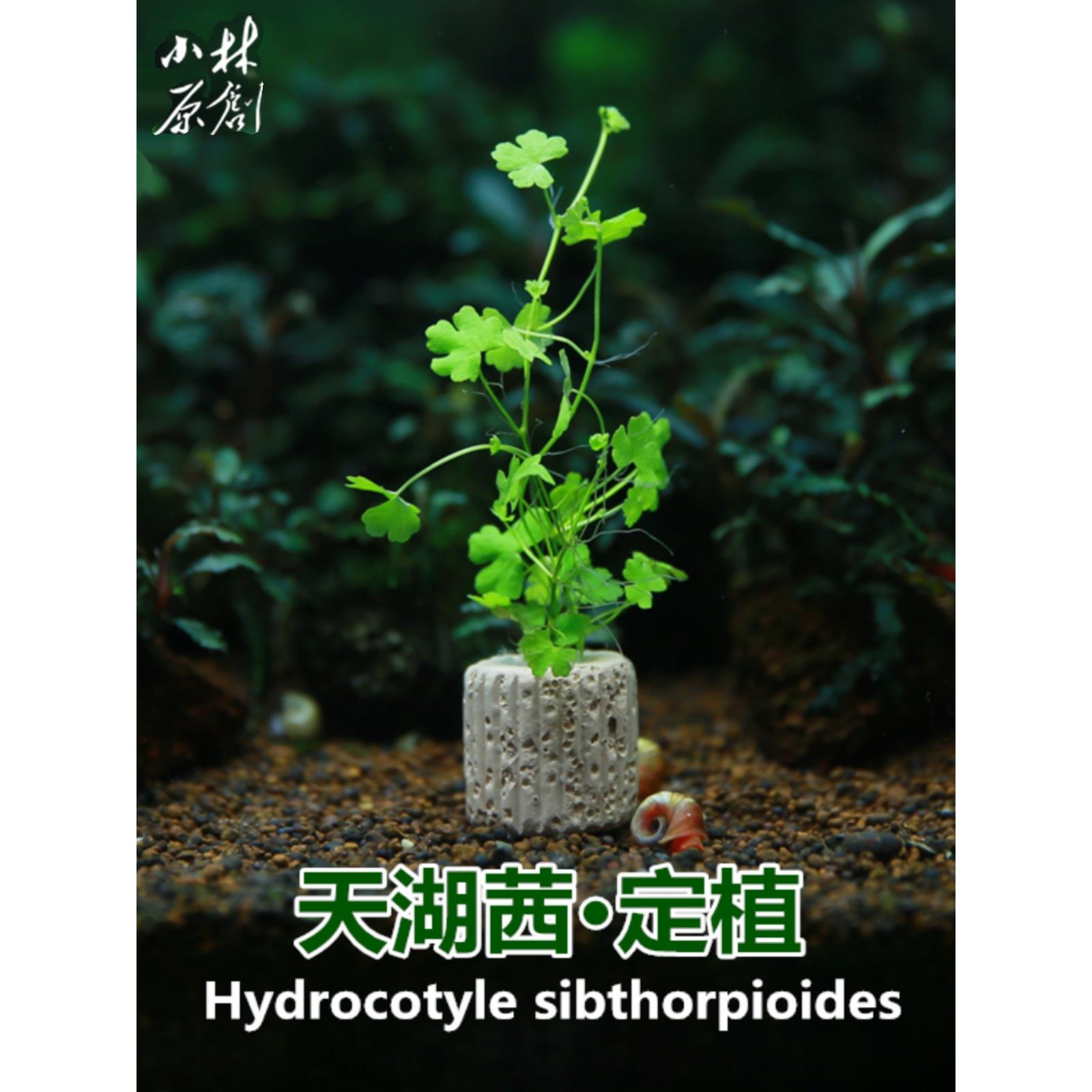 水边水下天湖茜/天胡荽水草 天湖葵定值1个(带定植柱)唯美前景