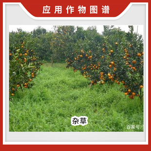 整箱胜邦绿野 80%2甲4氯钠 草甘膦铵盐非耕地农药除草剂