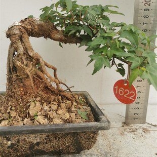 小叶红芽三角枫熟桩盆景红枫老桩树桩荆楚鸭掌Q树冬季耐寒实物带