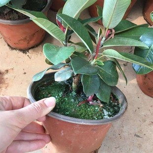 大叶榕附石榕树包吸水石专用高山榕树种子苗泡水V好养活室内绿植