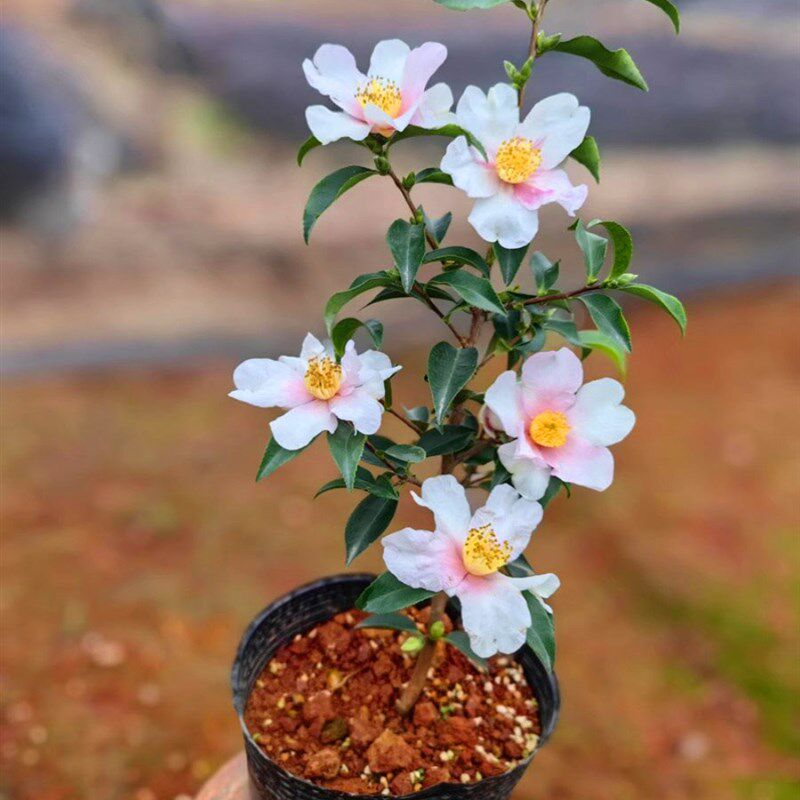【嘉瑞】  庭院开花常绿灌木 茶梅 英八 朝仓 乙P女  梦  串花瀑