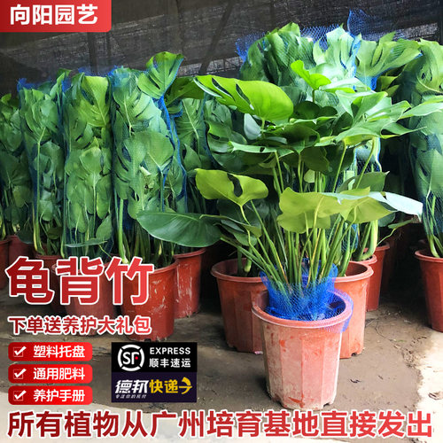 龟背竹大型盆g栽土培植物室内客厅大叶绿植好养净化空气四季常青