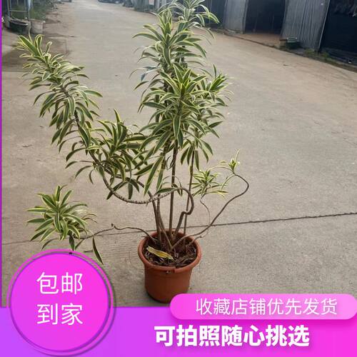 金边百合竹大盆栽客厅办公室外造型绿植庭院观赏盆V景室内净化植