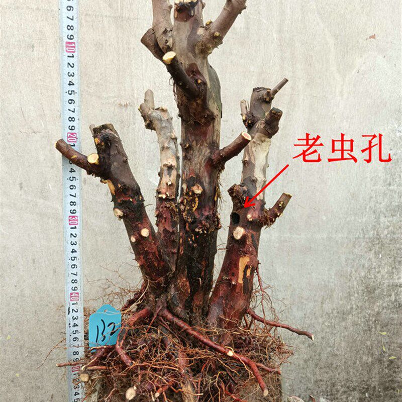 雀梅盆景地栽桩好活m易养观叶植物实物拍摄阳台办公美观绿植金币