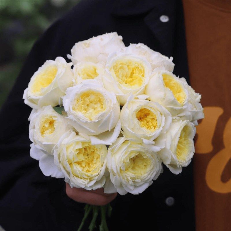 铃兰家   柠檬雪酪 黄w色大花藤本月季浓香爬藤大苗多季节开花,鲜花速递/花卉仿真/绿植园艺,月季/蔷薇/玫瑰,淘宝优惠券,粉丝福利购,淘宝优惠卷