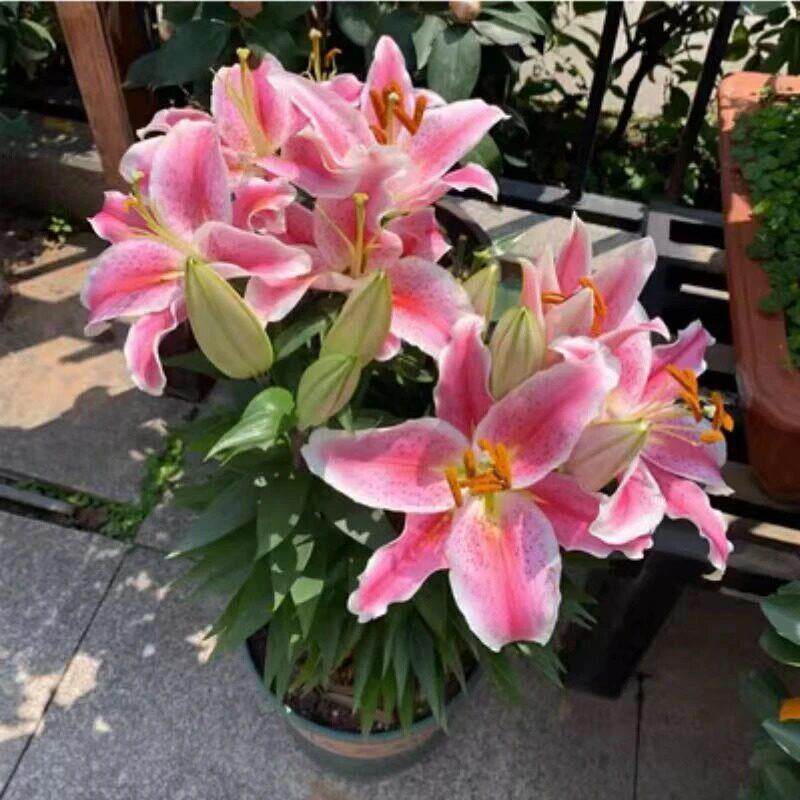 香水SFG百合种球瓣大花内浓香型室外种植耐寒耐卉旱花绿重植zy