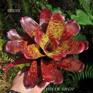 积水凤梨小虫草堂植物小型五彩雨林缸水陆造景室内净化空气微景观