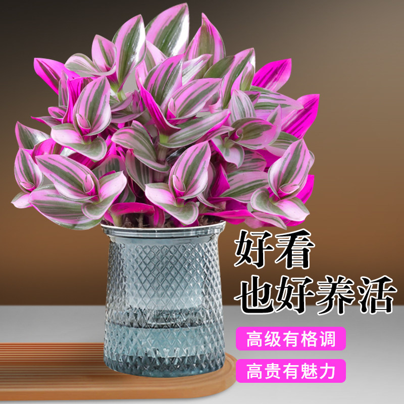 油画婚礼吊兰盆栽花盆垂吊爆盆进口好养活紫露兰绿植室内多肉植物图片