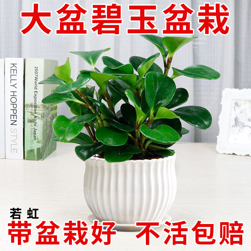 大盆碧玉盆栽豆瓣绿多肉植物室内桌面绿植净化空气常青好养易活
