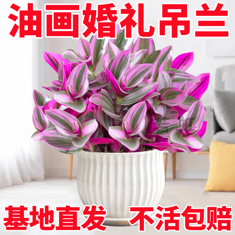 油画婚礼吊兰盆栽紫露兰垂吊爆盆绿植进口好养活室内桌面多肉植物