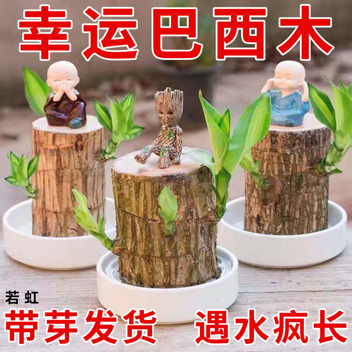 巴西木盆栽水培幸运木开花卉带芽办公室内绿植物适合懒人养的四季