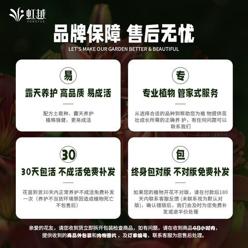 虹越万华镜绣球花苗盆栽响声大花球阳台好养耐热庭院地栽花卉植物