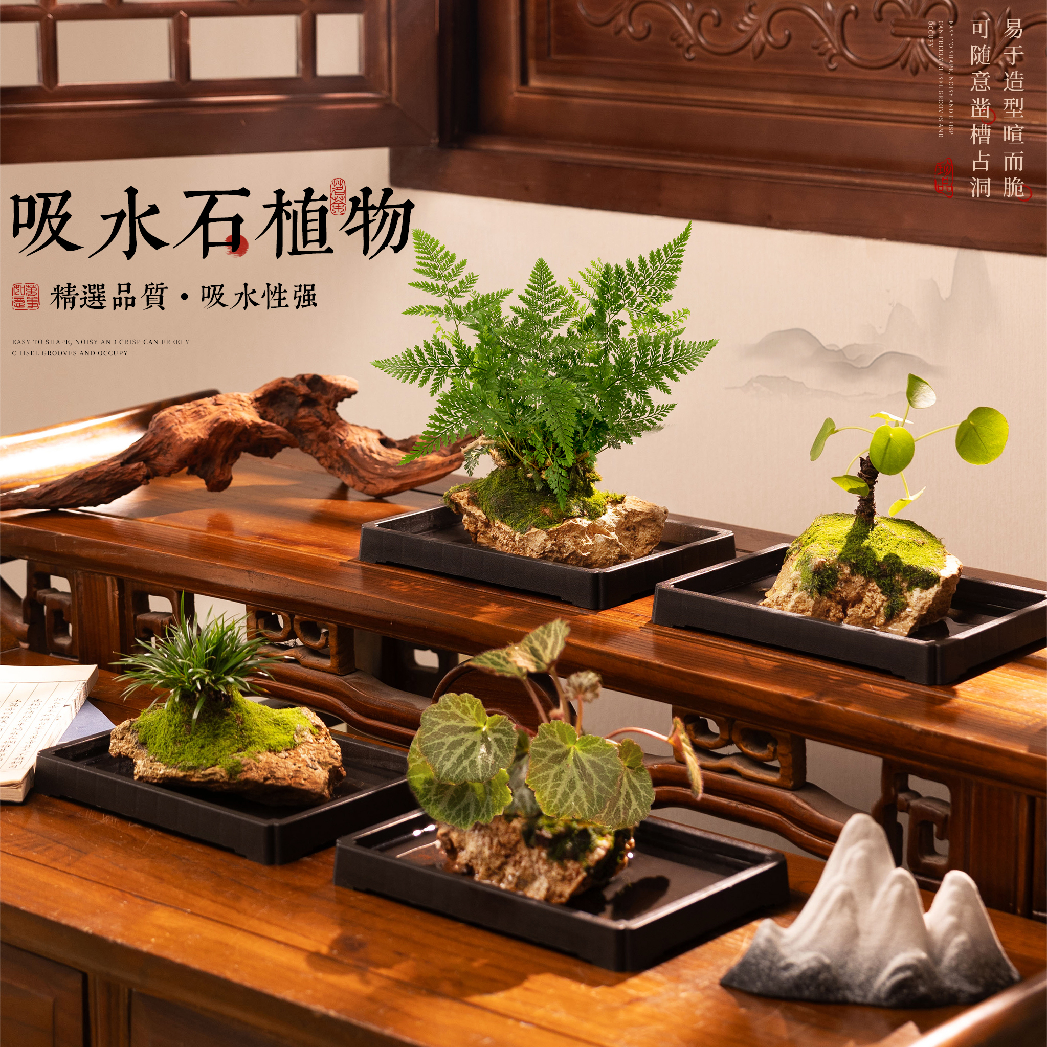 吸水石绿植水培植物狼尾蕨盆栽懒人好养虎耳草耐阴镜面草菖蒲盆景