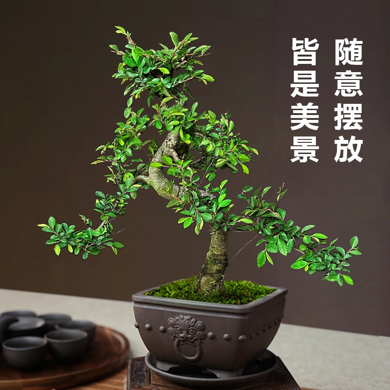 小叶榆树盆景造型老桩盆栽室内好样盆景耐寒植物客厅阳台庭院绿植