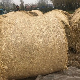 草垛凳子草垛垫草垛凳子圆形草垛干稻草草垛子麦草垛草垛道具摄影