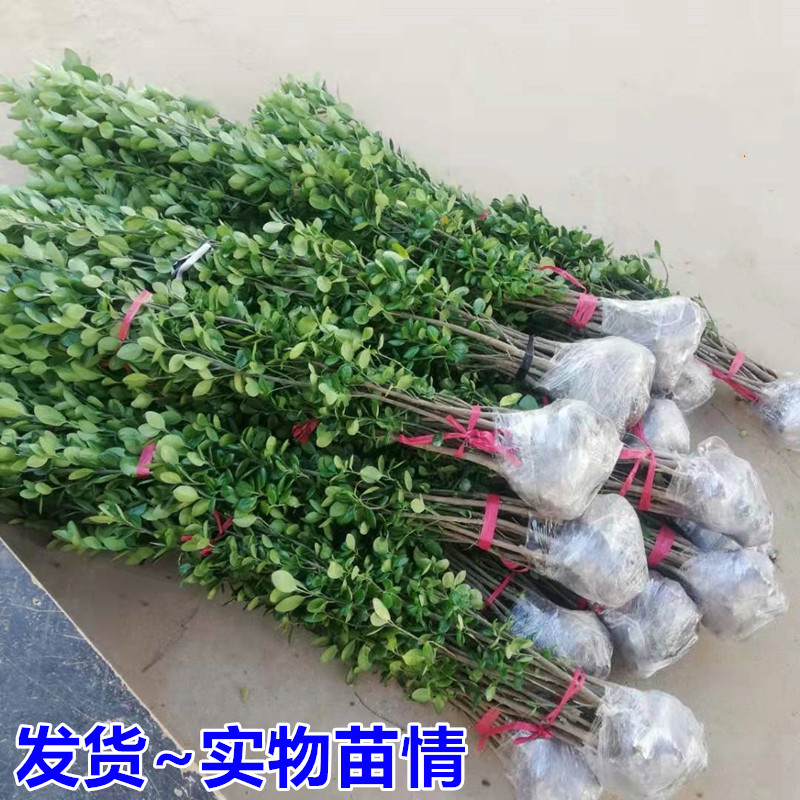 围墙篱笆植物大叶北海道黄杨苗冬青树苗四季常青耐寒庭院绿篱树苗