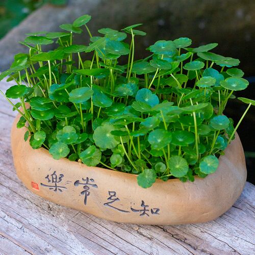 精品大叶铜钱草水培植物水养金钱草鱼缸专用造景水草净化水质
