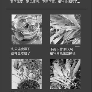 温室小花棚暖房家用室外保温棚花卉蔬菜菜棚阳台冬天养花花房暖棚