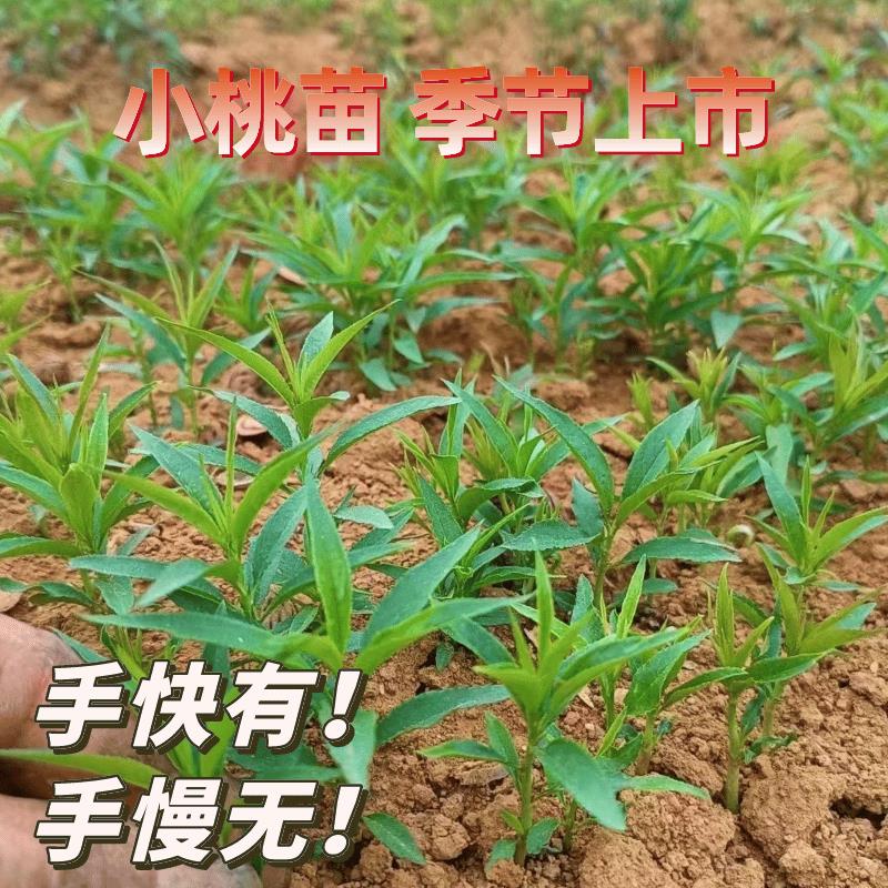 1000株毛桃芽苗小树实