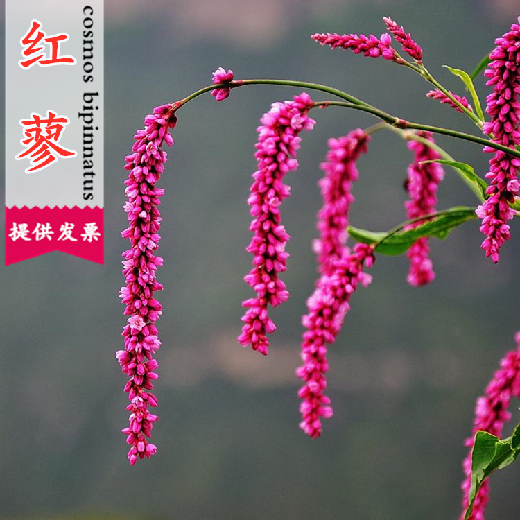 红蓼种子狗尾巴花籽耐湿水边易活花卉庭院荷塘景观花卉水红花种孑