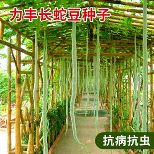 力丰蛇豆蛇瓜种子超长豆角豇豆种子观赏食用农家庭院特色蔬菜种孑
