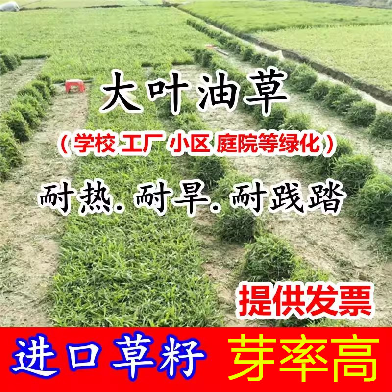 草坪种子 大叶油草种子 地毯草种子 巴西地毯草 抗病抗旱固土护坡