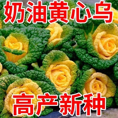黄心乌塌菜种子耐寒湿大田