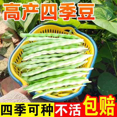 四季豆种孑高产长角子大全