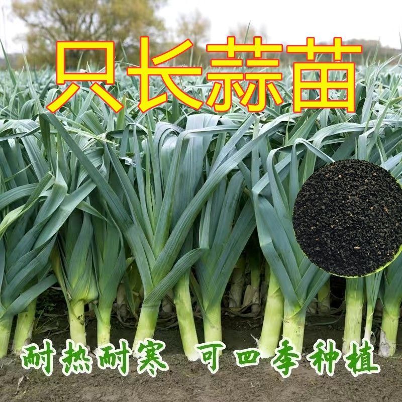 四季宽叶蒜苗种子一年三茬