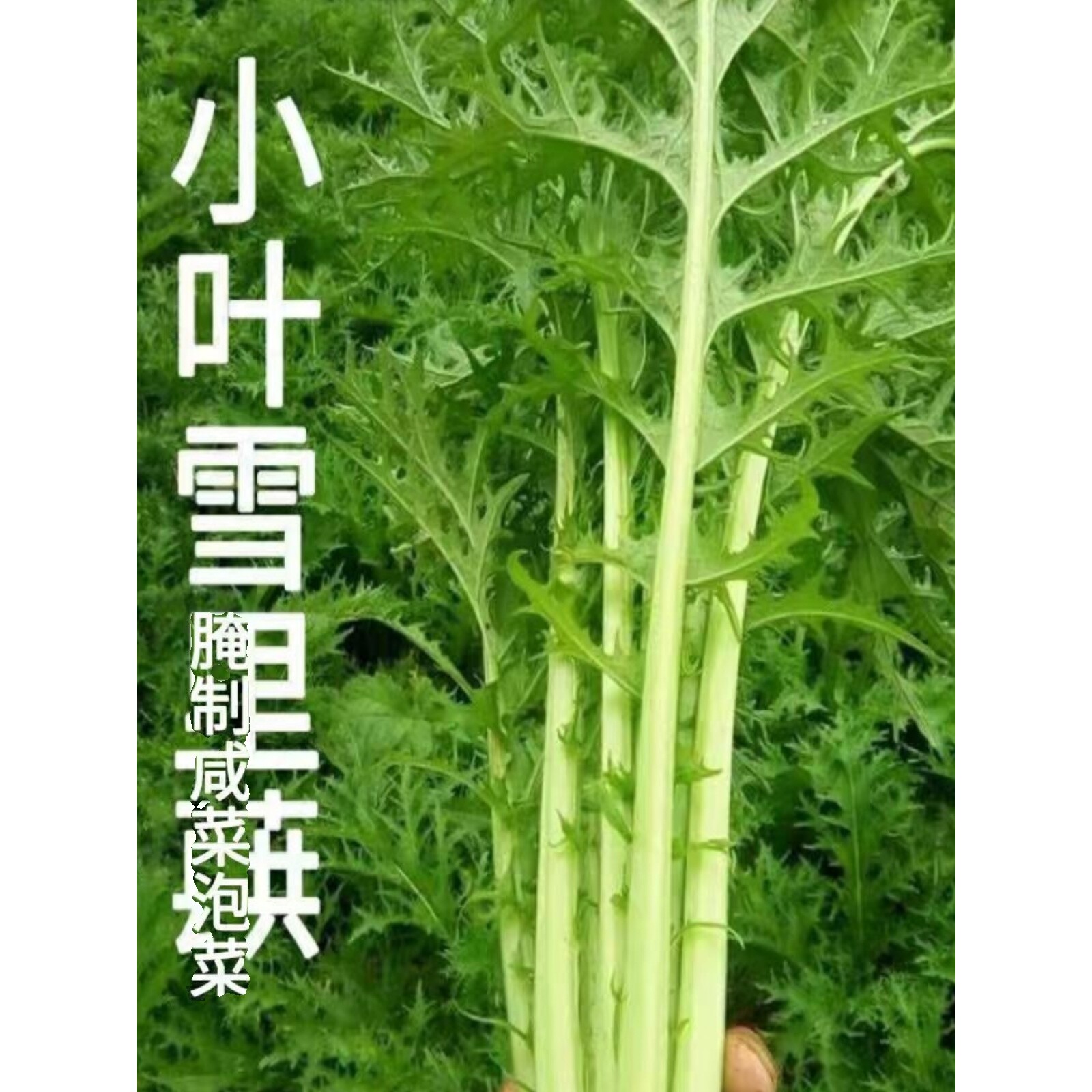 雪里蕻种子小叶雪里红雪菜咸菜种子芥菜咸菜四季青菜蔬菜种子大全