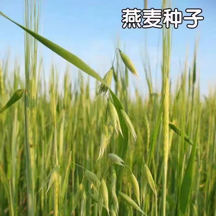 燕麦种子批发耐寒种籽高产饲用燕麦种子养殖牧草鱼饲料牛羊草种籽,鲜花速递/花卉仿真/绿植园艺,家庭园艺种子,淘宝优惠券,粉丝福利购,淘宝优惠卷