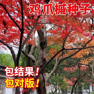 鸡爪槭种子四季播种庭院绿化苗木种子鸡爪槭树种子四季可播种观赏