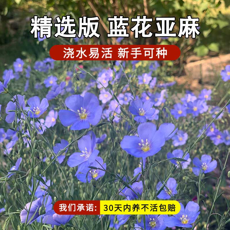 蓝花亚麻种子多年生兰花亚麻籽蓝色花卉花海景观矮生草花四季播种