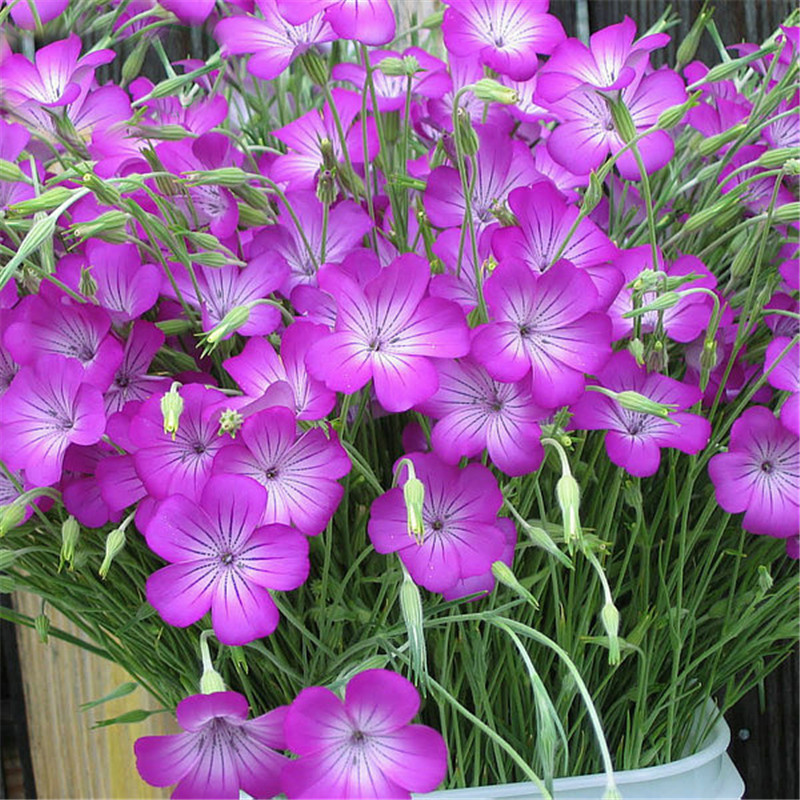 麦仙翁种子 麦毒草花期长四季播种 花坛花境庭院景观花卉道路两侧
