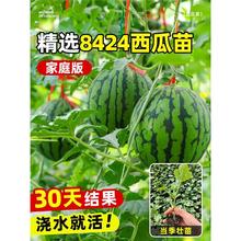 8424西瓜苗秧盆栽麒麟大西瓜种籽南方嫁接无籽西瓜水果蔬菜苗秧苗