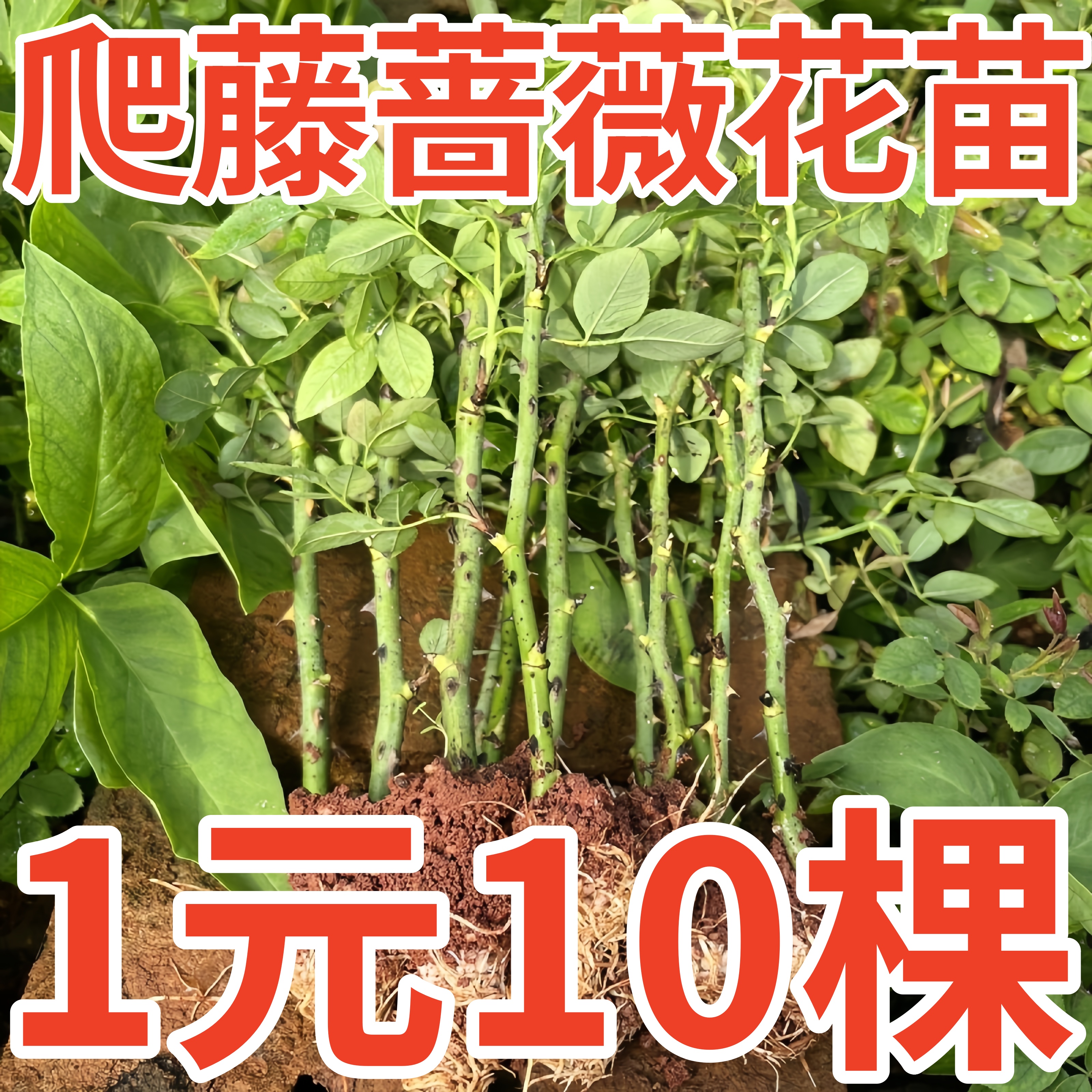 月季花苗蔷薇爬藤四季浓香扦插小苗玫瑰藤本月季庭院浓香特浓香花