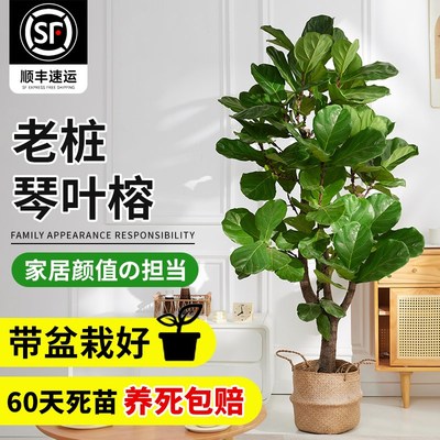 大琴叶榕客厅绿植物室内大号x型好养老桩大叶鸭脚木盆栽落地办公